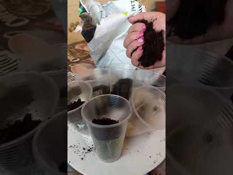 Видео: Малочай 🌺 Миля гүлін Гүлдер әлемі .🌺 Размножение малочая🌺#гулдер #малочай#өсімдік #өсіру