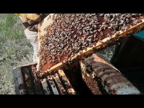 Видео: Пасека! Отводок на расплод!