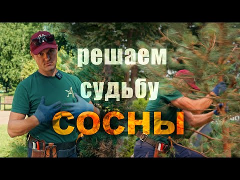 Видео: Реабилитация угнетенной сосны с Андреем Тихомировым