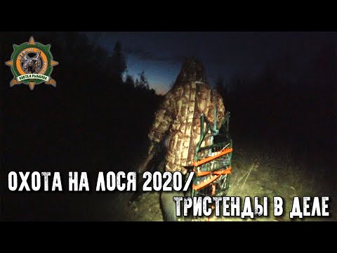 Видео: Охота на лося 2020/Идеальная погода для гона/Проверка самодельных тристендов
