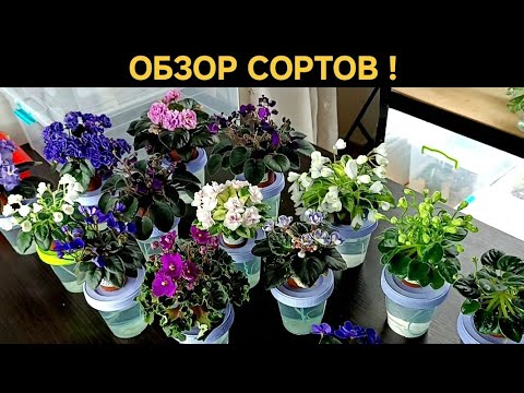 Видео: ОБЗОР СОРТОВ ФИАЛКИ ! Мини и полумини !