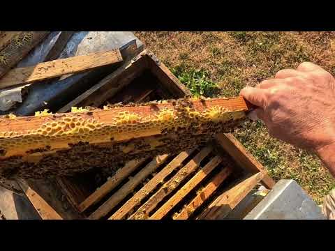 Видео: Секрет Зимовки Пчёл на воле .Сборка гнезда наглядно
