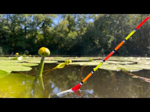 Видео: Ось де СИДИТЬ ВЕСЬ КАРАСЬ! Ловля КАРАСЯ в КУВШИНКЕ!