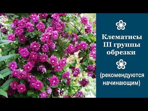 Видео: ❀ Клематисы  III группы обрезки (рекомендуются начинающим)