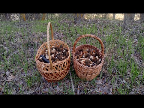 Видео: Лес полный сморчков!!! Грибы #2024