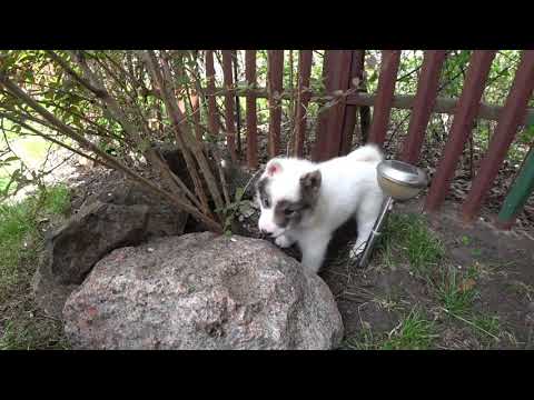 Видео: Первое знакомство с Чукен.
