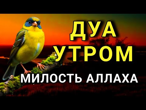Видео: 💖 ДОБРОЕ УТРО С БЛАГОСЛОВЕНИЕМ! 🤲✨