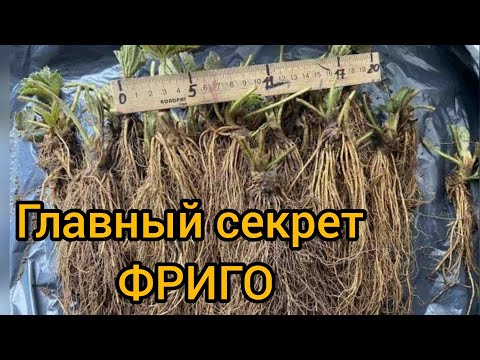 Видео: Вся правда про технологию Фриго, мнение АГРОНОМА