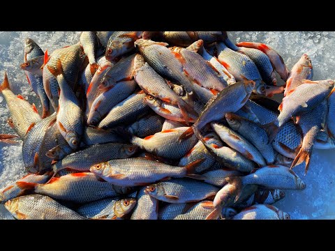 Видео: ОТЛИЧНО ПОРЫБАЧИЛИ! ОТЛИЧНЫЙ КЛЁВ! рыбалка весной на озере