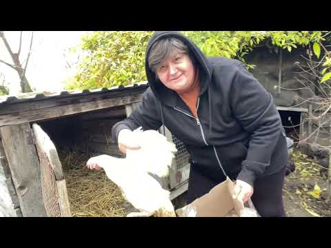 Видео: Купили кілька курочок- несучок Ломан Вайт . 