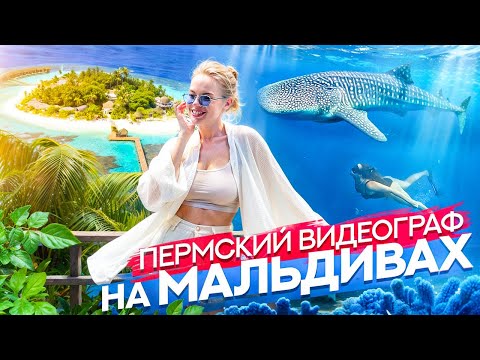 Видео: Огромная китовая акула в океане - Пермский видеограф на Мальдивах #maldives #мальдивы #пуешествия