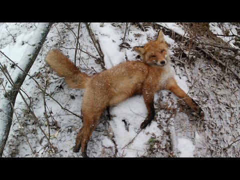 Видео: охота капканами на лису, куницу, норку. отличный результат. сезон 24-25.