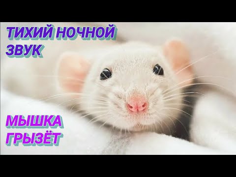 Видео: 71. Ответ шумным соседям с чёрной совестью от белой и пушистой мышки