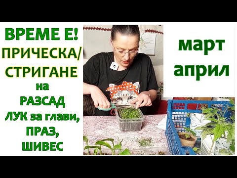 Видео: Подстригване на лук за разсад - за глави, праз лук, шивес, зелени лукове.