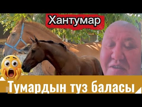 Видео: Тумардын туз баласы Хантумар