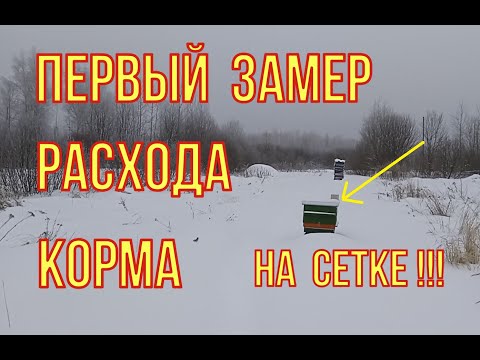 Видео: Супер эксперимент. Зимовка на сетке с контролем расхода корма. Узнал расход корма за месяц.