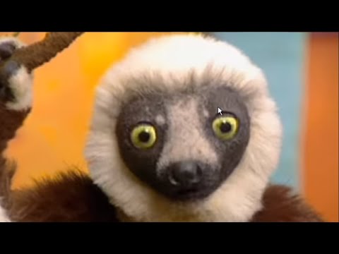 Видео: Zoboomafoo Creature Quest (игра для ПК)