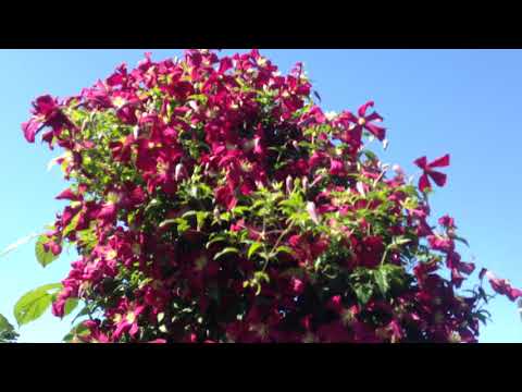 Видео: ОПОРЫ для КЛЕМАТИСОВ с моем саду