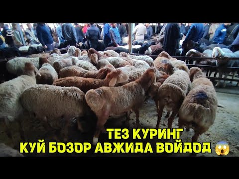 Видео: 27- октябр куй бозор нархлар Сотиш вакти келди 🔥 АН КУРГОНТЕПА #кодировтв2 