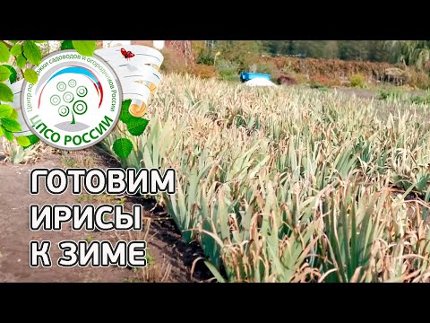 Видео: Ирисы обрезка осенью. Уход за ирисами осенью.