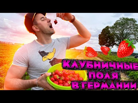 Видео: КЛУБНИЧНЫЕ ПОЛЯ В ГЕРМАНИИ/Наша жизнь в Германии/Поздние переселенцы 2022