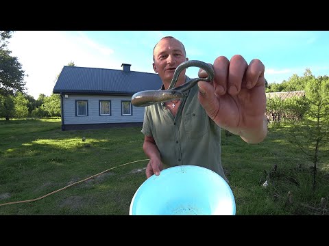 Видео: НАЧИНАЮ ПРИВЫКАТЬ К СОСЕДСТВУ. ЖИЗНЬ в ЛЕСУ на КРАЮ БОЛОТА. №351