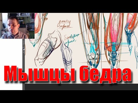 Видео: Мышцы бедра. Передняя группа.  - А. Рыжкин