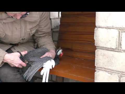 Видео: Обрезаем крылья у цесарок.