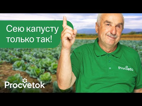 Видео: КАПУСТА БЕЗ РАССАДЫ И ЛИШНИХ ХЛОПОТ! Агроном сеет капусту сразу в грунт и получает огромные кочаны