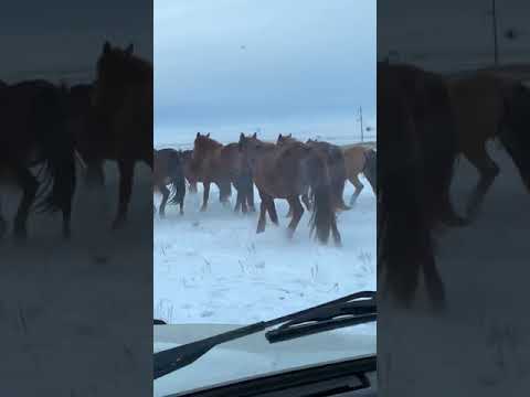 Видео: Жынды құла үйірімен Мугалжар жылкысы