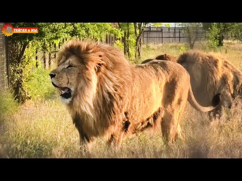Видео: Олежка устроил дедовщину львам - новобранцам. Тайган. Leo Olezhka offends young lions. Taigan.