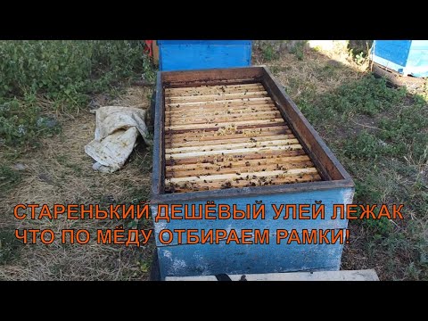 Видео: УЛЕЙ ЛЕЖАК за 300 vs 6000 гр принёс так же мёда 🐝✅☝️