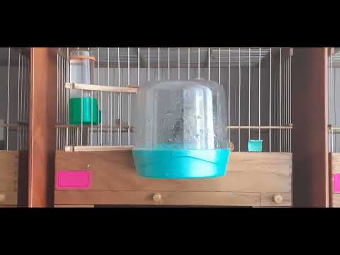 Видео: Разведение канареек. Кладка яиц.