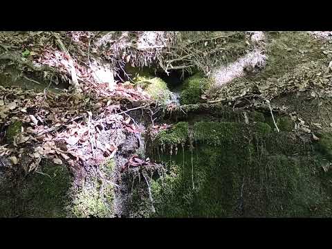 Видео: Зелені барви