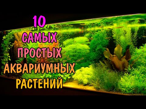 Видео: 10 САМЫХ ПРОСТЫХ АКВАРИУМНЫХ РАСТЕНИЙ ДЛЯ НОВИЧКОВ