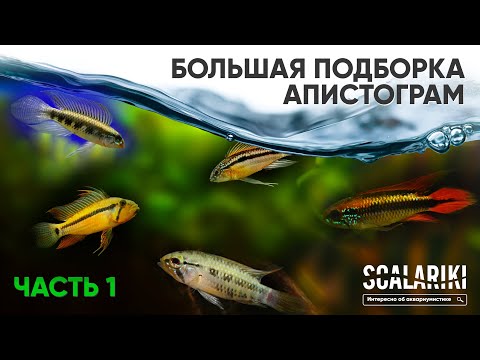 Видео: Апистограммы - Самые красивые аквариумные рыбки. Содержание. Виды. Биотопы