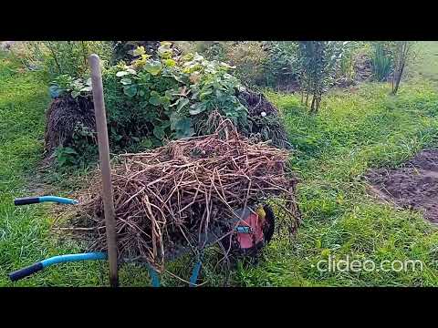 Видео: День Первый, копаем Картошку Сезона 2024, Скороспелка Мишка, и  "Лабелла"