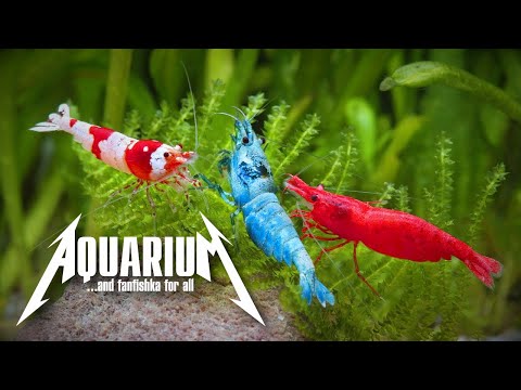 Видео: Радужный микс из креветок в аквариуме