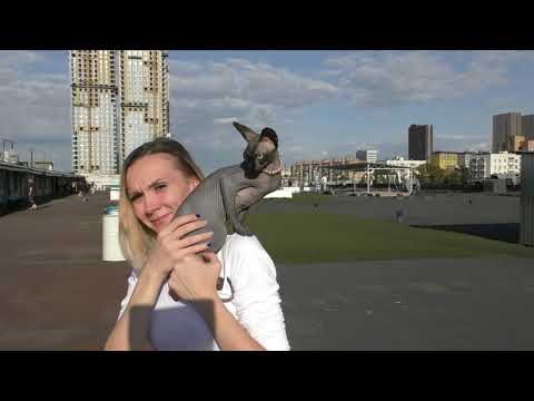 Видео: Что надо знать при получении метрики или родословной в клубе кошек.