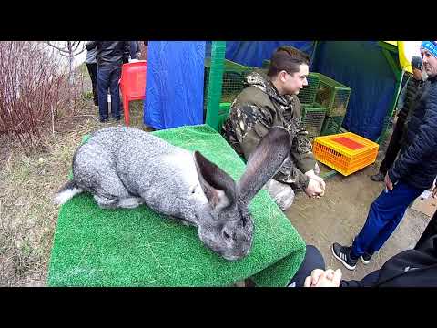 Видео: Курская весенняя выставка-ярмарка домашней птицы и кроликов 2019.