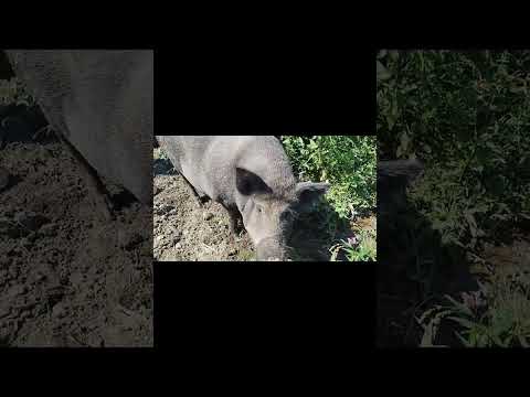 Видео: "Водоспад у лісі та сусідські свині з качур-сторожем"