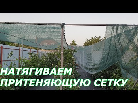 Видео: Натягиваем притеняющую сетку для ежевики