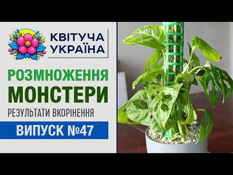Видео: Монстера. Розмноження живцями. Частина 2. Результати вкорінення живців монстери.