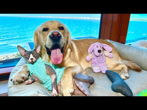 Видео: Дени и Мэни на море 🌊 Заселились в самый дорогой комплекс города, с лучшим видом на море в стране😍