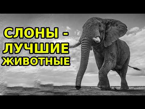 Видео: Почему слоны - идеальные животные