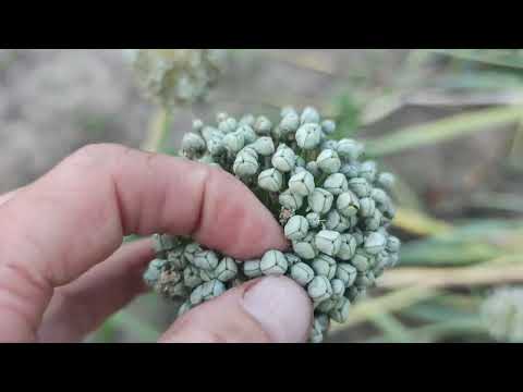 Видео: як я вирощую з сіянки цибулі тиканку