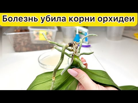 Видео: Эта БОЛЕЗНЬ УБИЛА все корни орхидеи / Все этапы СПАСЕНИЯ орхидей