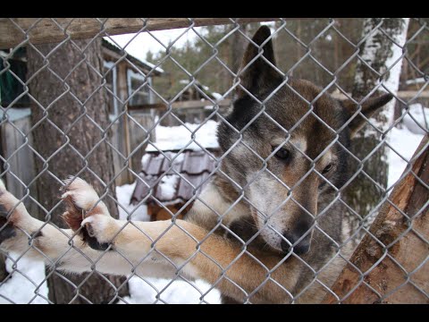 Видео: Ответы на вопросы подписчиков 3: родоначальники питомника ЗСЛ, продажа щенков и воспитание собак