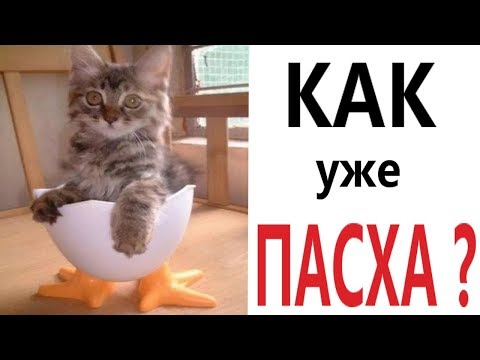 Видео: Лютые приколы. КОТ И ПАСХА!!! Самое смешное видео! Засмеялся проиграл! – Domi Show!
