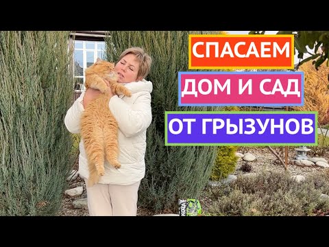 Видео: ЭФФЕКТИВНЫЕ СПОСОБЫ БОРЬБЫ С ГРЫЗУНАМИ 2025!